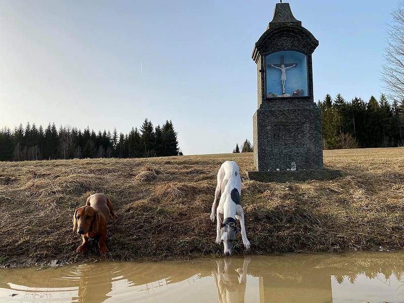 První jarní paprsky a krásnou přírodu si psi Aron a Ellinka užívali.