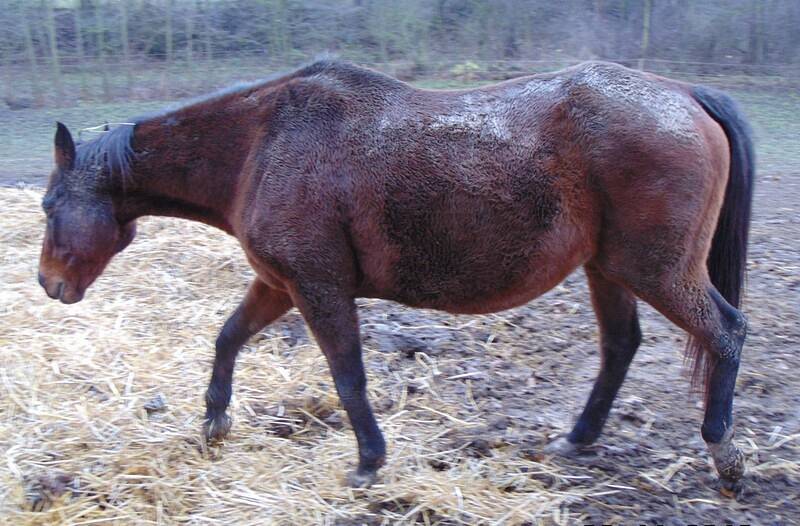 ÚZSVM v Táboře získal na základě rozsudku krajského soudu pět týraných koní, kteří původně patřili chovateli z Jankova na Benešovsku a zajistil jim nový domov.