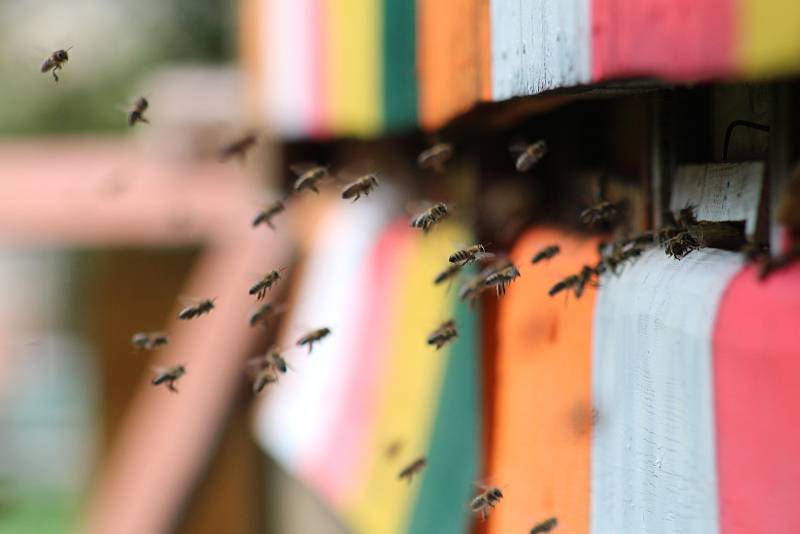 Českobudějovičtí včelaři otevírají nový kurz pro začínající včelaře, Včelařem na zkoušku.