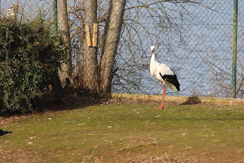 Obyvatelé (a pracovníci) ZOO Ohrada.