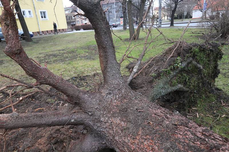 Extrémně silný vítr v Českých Budějovicích na Pražském předměstí vyvrátil stromy.