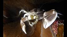 Podmořský svět očima Martiny Balzarové. Na snímku drobný krab Neopetrolisthes oshimai vychytává potravu z vody pomocí "sítí".