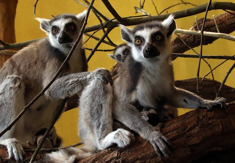 Mladá zvířata v zoo ohrada v Hluboké nad Vltavou. Narodilo se pět malých lemurů, jeden kočkodan husarský a tři ovečky ouessantské.  V březnu se v zoo na  Hluboké nad Vltavou narodilo pět lemuřích miminek. Dvoje dvojčata dokonce v jeden den.