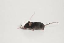 Nová protilátka proti koronaviru se zkoumala na myším modelu pro infekci.