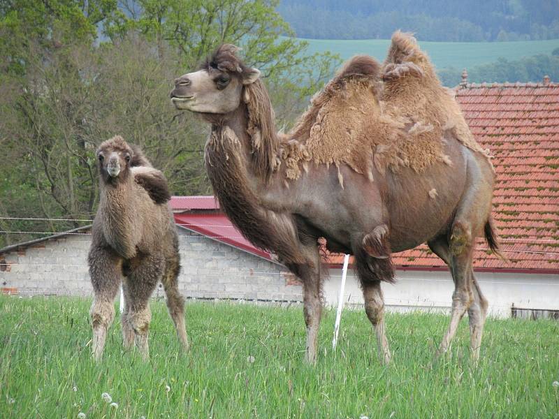 Velbloudí farma Záhostice u Chýnova a chovatelka Žaneta Krátošková.