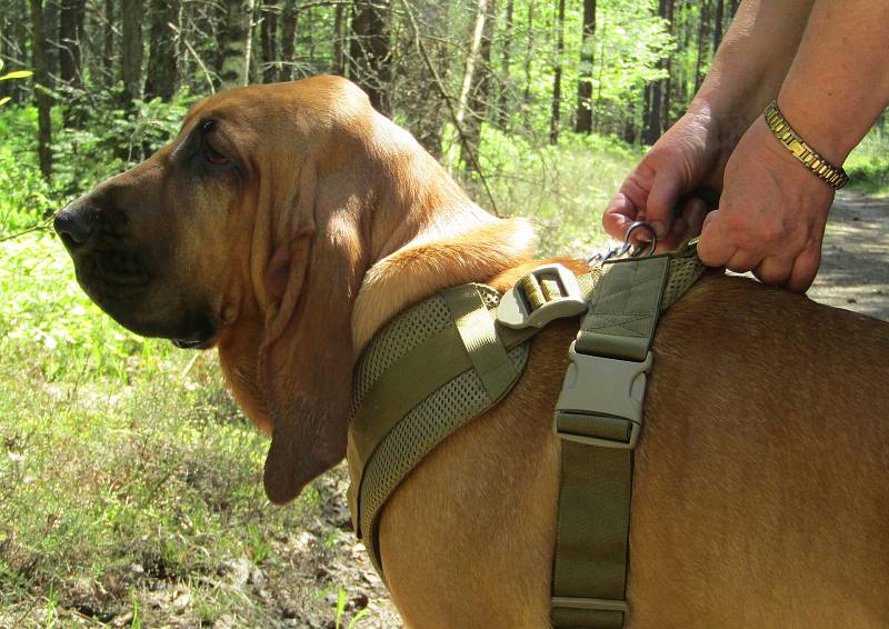 Pes může být pro pohřešovaného poslední nadějí. Seznamte se, psí záchranáři měli třídenní soustředění na jihu Čech. International Bloodhound Academy, mantrailing, Resdogs.