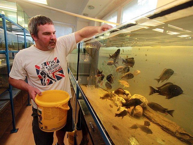 Karel Tyšer chová rybičky z afrických jezer.