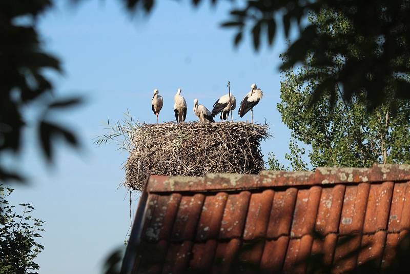 Čápi v Hluboké nad Vltavou