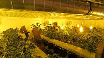 Rostliny v pěstírně pochází z certifikovaných italských semen, obsah THC v sušině nesmí podle české legislativy překročit 0,3 procenta.
