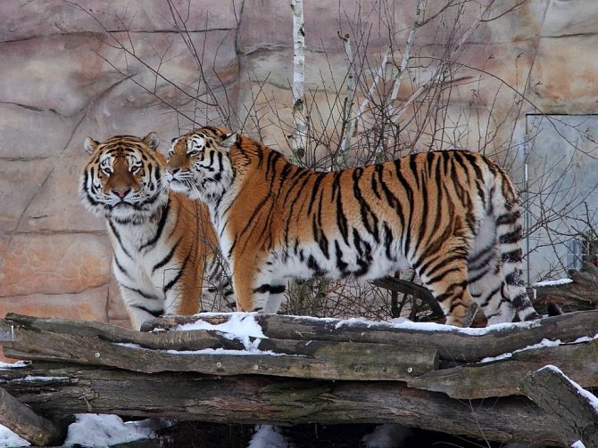 Jihočeská zoologická zahrada Hluboká nad Vltavou hodlá odchovat mláďata ohroženého tygra ussurijského. Samec Oliver a samice Altaica jsou ve společném výběhu už tři týdny.   