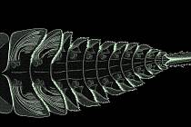 Celková rekonstrukce larvy druhu K. brauneri, vytvořená na základě všech nalezených zkamenělin.