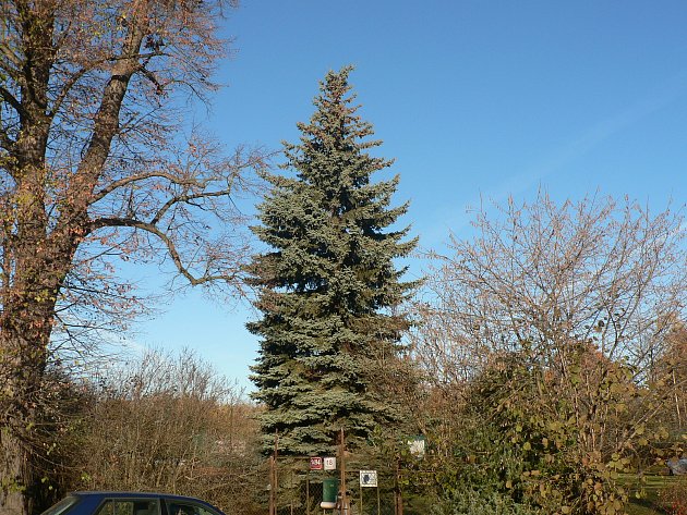 Vánoční strom budou mít České Budějovice v roce 2021 ze zahrady v Litvínovické ulici.