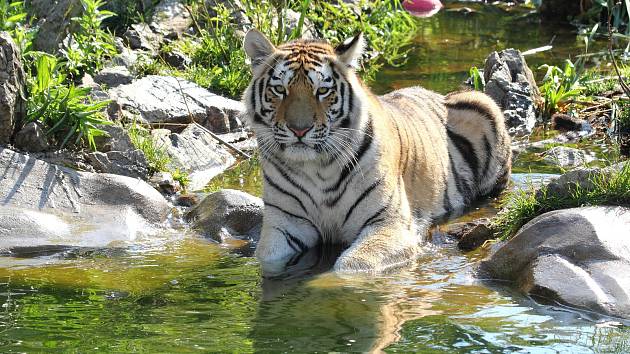 Některá zvířata hlubocké zoo si užívají v těchto dnech příjemné osvěžení.