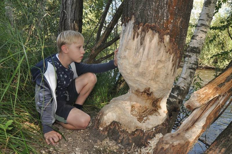 Bobři na Malši se činí. Na snímku Daniel Tureček.