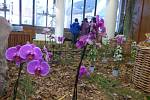 V neděli v Metropolu skončil již 17. ročník tradiční výstavy orchidejí.