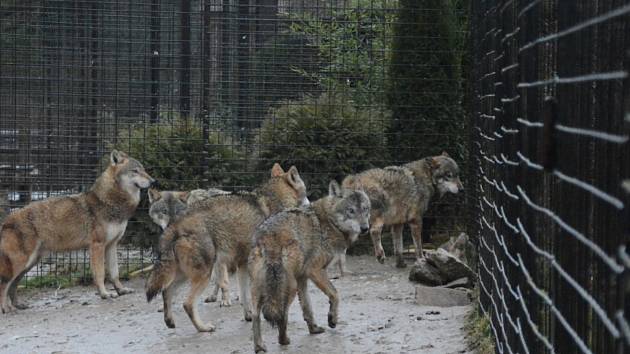 Zvířata v Zoo Dvorec u Borovan vichřice netrápila.