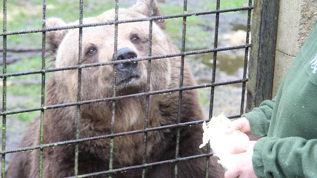 Krmení medvěda v zoo Dvorec u Borovan