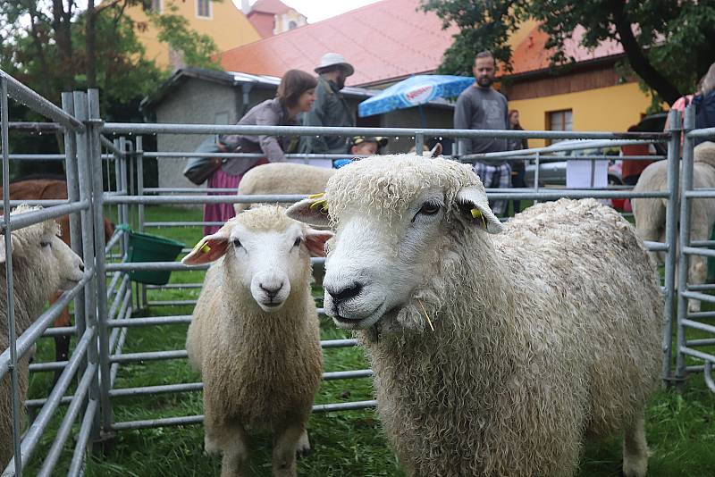 Ovčácké slavnosti proběhly v neděli v zámecké zahradě v Borovanech