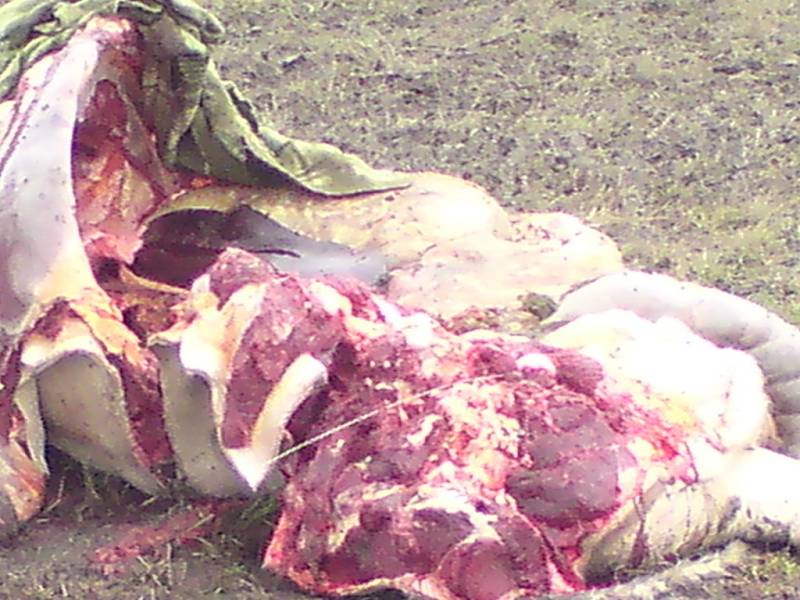 Z chovného kusu dobytka zbylo jen torzo těla, případ není zdaleka ojedinělý.