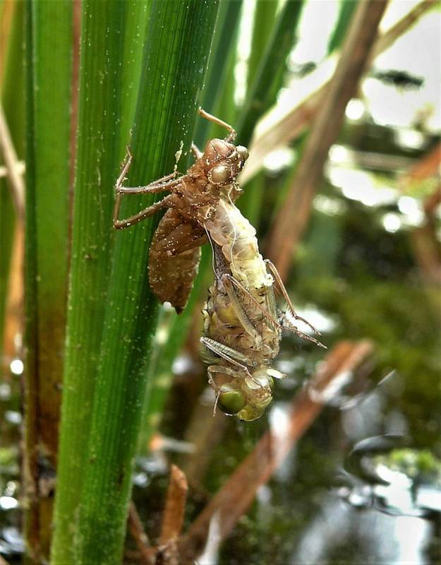 Larva vážky čárkované přeměňující se v dospělce.