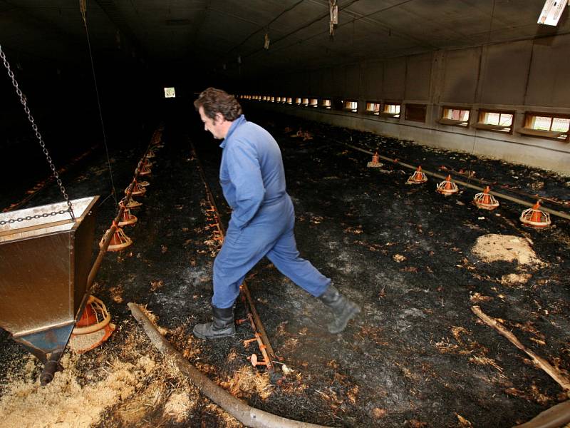 Při středečním požáru drůbežárny v Hvozdně u Týna nad Vltavou uhořelo nebo se udusilo 33 tisíc kuřat.