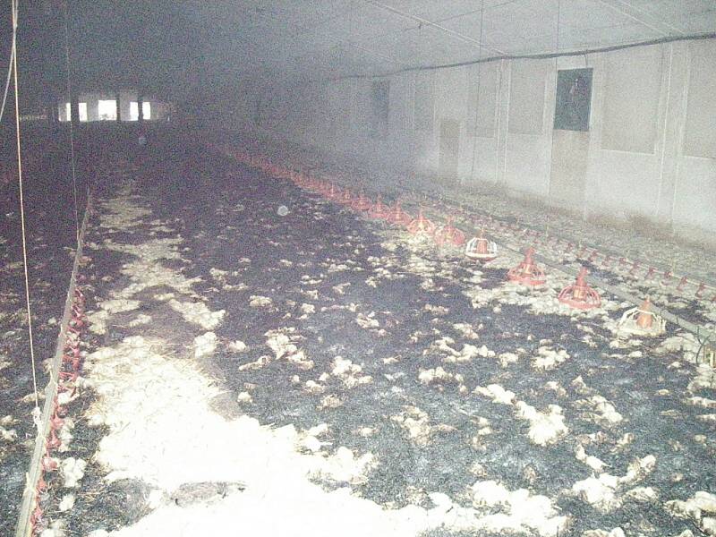 Při středečním požáru drůbežárny v Hvozdně u Týna nad Vltavou uhořelo nebo se udusilo 33 tisíc kuřat.