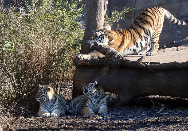 Tygřata v ZOO Ohrada v Hluboké nad Vltavou ve výběhu pěkně řádí.