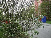 Ráno mrzne, ale stromy kvetou. Snímek jabloně, která v minulých dnech rozkvetla na českobudějovickém sídlišti Vltava, nám zaslala čtenářka Jana Malechová.