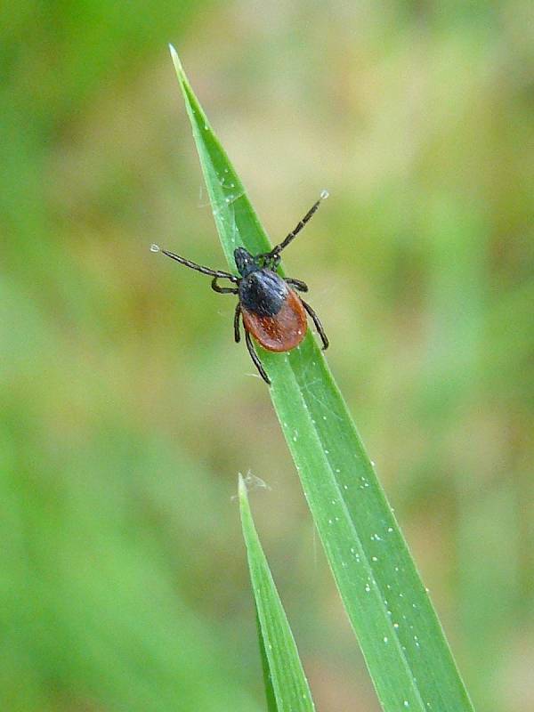 Samice Ixodes ricinus.