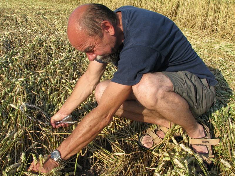 Záhadolog Pavel Kozák zkoumá položená stébla pšenice v jednom z kruhů.
