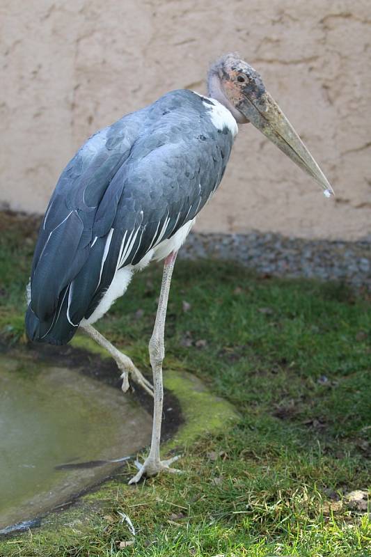 Obyvatelé (a pracovníci) ZOO Ohrada.