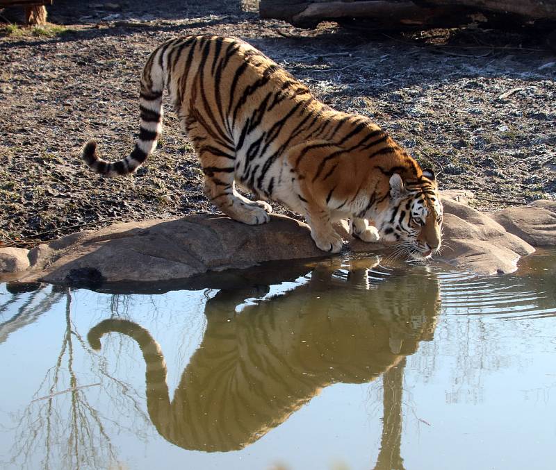 Tygřata v ZOO Ohrada v Hluboké nad Vltavou ve výběhu pěkně řádí.