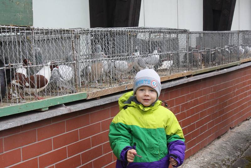 Nedělní výstava lákala chovatele holubů, slepic i králíků.