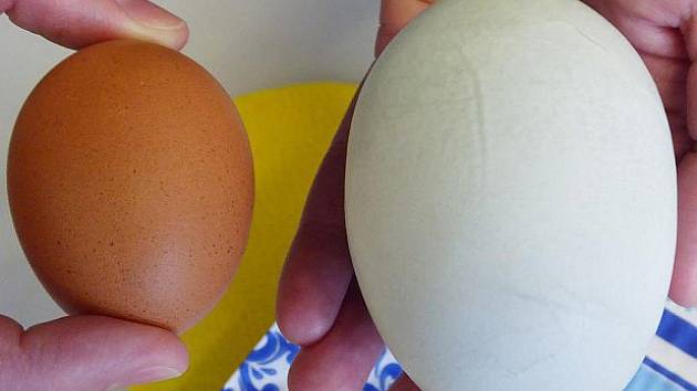 Obří vejce od bavorské slepice - Českobudějovický deník