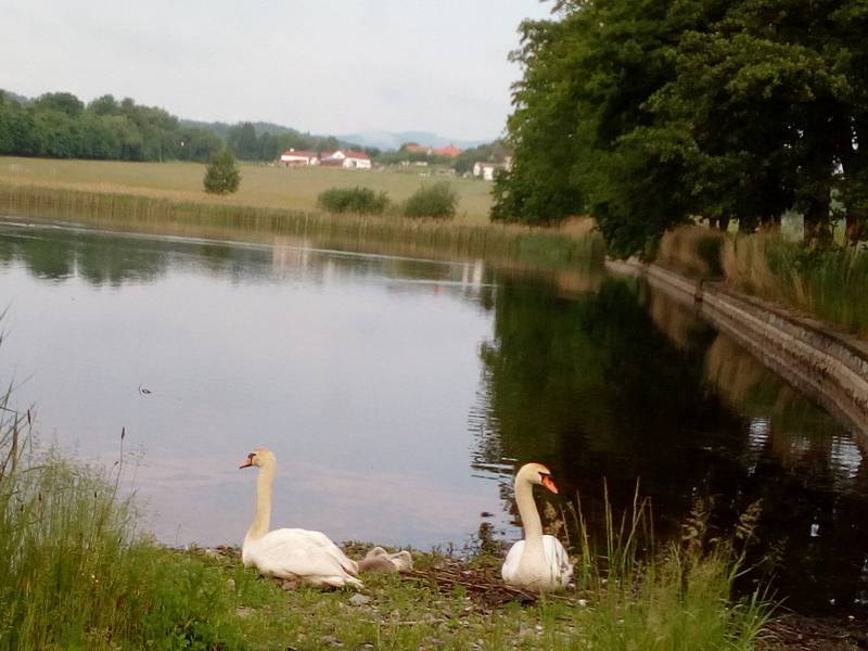 S jarem se na pastvinách i u rybníků na Českobudějovicku tradičně objevila mláďata.