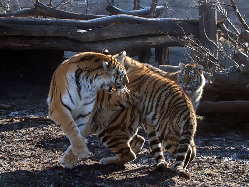 Tygřata v ZOO Ohrada v Hluboké nad Vltavou ve výběhu pěkně řádí.