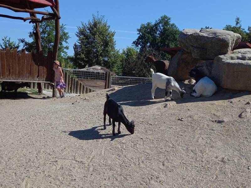 V Jihočeské zoologické zahradě se smějí krmit zakrslé kozičky (na snímku) a kapři granulemi z automatů. Jakékoliv jiné krmení zvířat je zakázáno. Bohužel to ne všichni návštěvníci respektují.