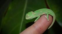 Chameleon jemenský v ZOO Na Hrádečku