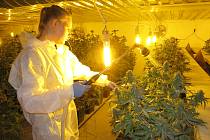 Rostliny v pěstírně pochází z certifikovaných italských semen, obsah THC v sušině nesmí podle české legislativy překročit 0,3 procenta.