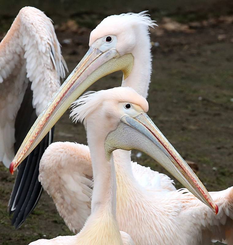 Pelikání v hlubocké ZOO dostali s přicházejícím jarem svobodu venkovního výběhu