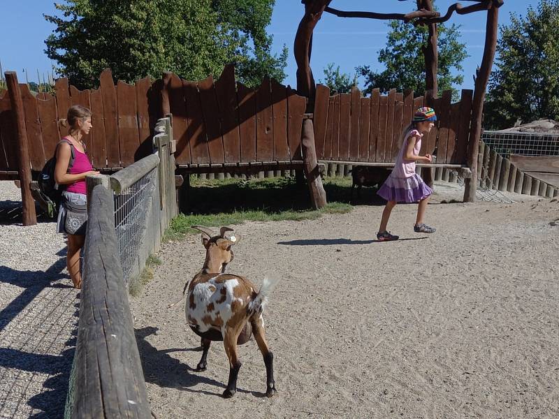 V Jihočeské zoologické zahradě se smějí krmit zakrslé kozičky (na snímku) a kapři granulemi z automatů. Jakékoliv jiné krmení zvířat je zakázáno. Bohužel to ne všichni návštěvníci respektují.