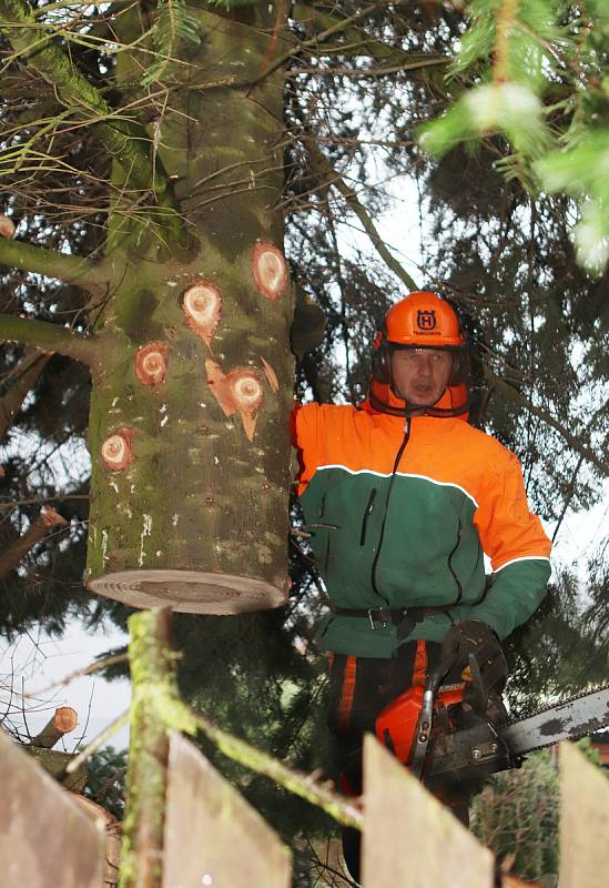 Vánoční strom pro České Budějovice ze Zavadilky,část 1