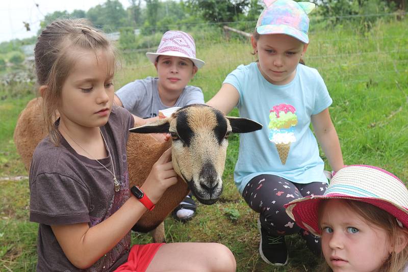 Příměstský tábor VSKH Pohodáři na malé farmě u Pilmanova rybníka v Českých Budějovicích.