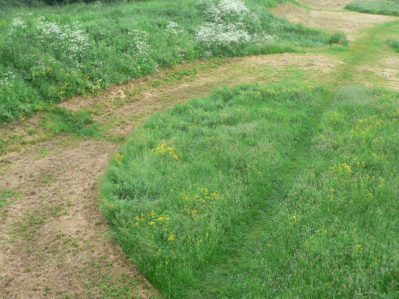 Trávníky v nestejné výši, aby nabídly potravu i útočiště hmyzu, sečou už několik let v Českých Budějovicích. Pro hmyz je totiž "golfový" trávník vlastně pouští. Na snímku mozaiková seč u Vltavy.