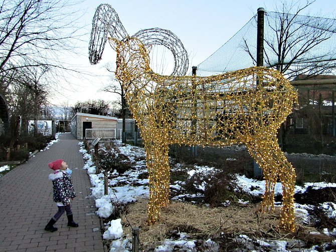 Slavnostní předpremiéra akce Vánočně nasvícená Zoo Hluboká. Letošní dvanáctý ročník přináší návštěvníkům areálu řadu novinek, především třímetrový model losa, obřího muflona, či jelena.