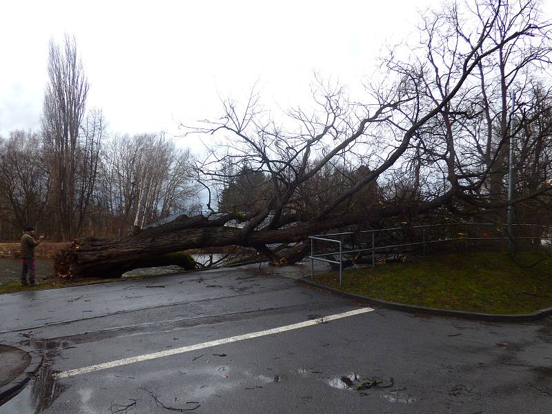 Vítr v pondělí vyvrátil strom u lávky vedoucí od Budvar arény ke sportovní hale.