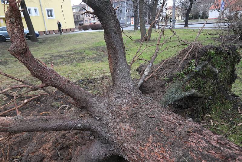 Extrémně silný vítr v Českých Budějovicích na Pražském předměstí vyvrátil stromy.