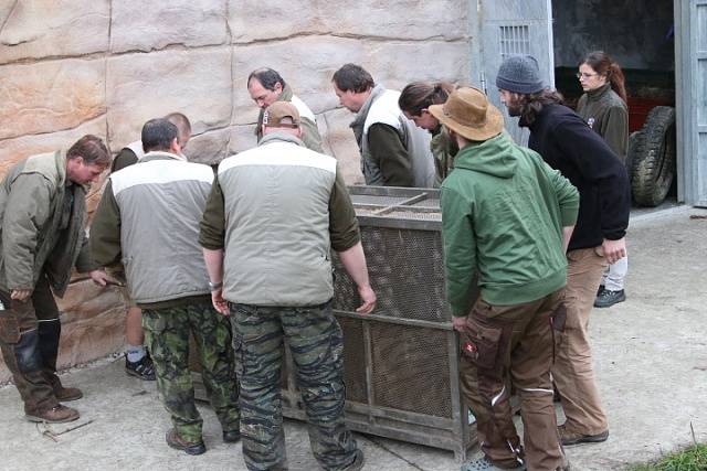 Zoo Ohrada získala samičku tygra ussurijského. K vidění ve výběhu bude v lednu 2015.