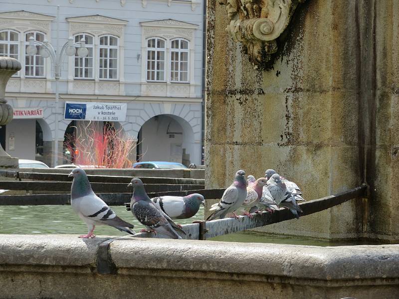 Problém s holuby v Českých Budějovicích by mohl vyřešit holubník. Podívejte se, kolik jich je na náměstí Přemysla Otakara II.