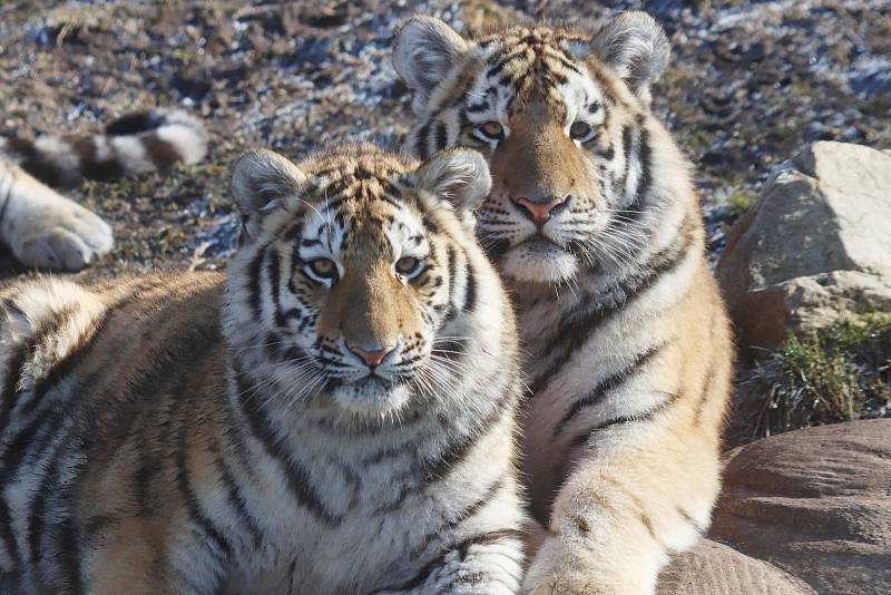 Tygřata v ZOO Ohrada v Hluboké nad Vltavou ve výběhu pěkně řádí.